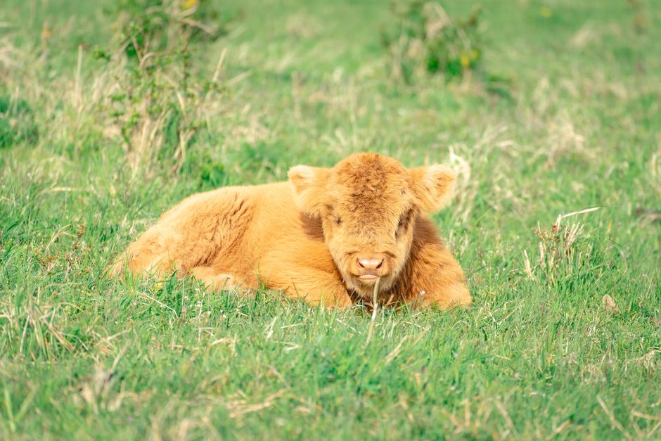 Fotobehang van Schotse Hooglanders verfraait leeshoek. Fotobehang van Schotse Hooglanders verfraait leeshoek.